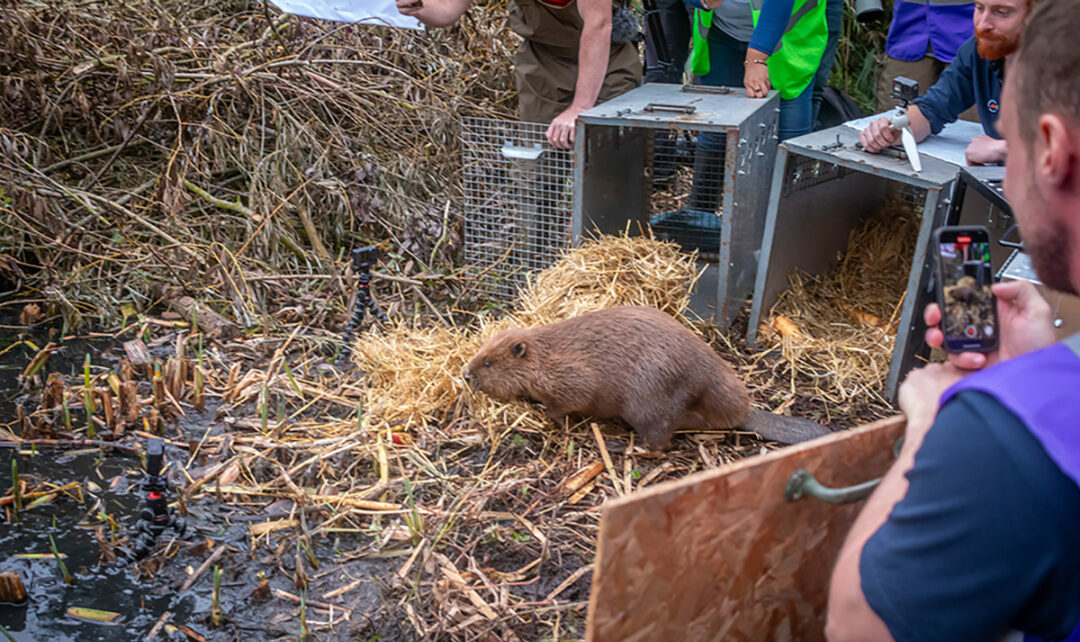 Groundwork supports Mayor of London and partners in Rewild London Fund Beaver Release