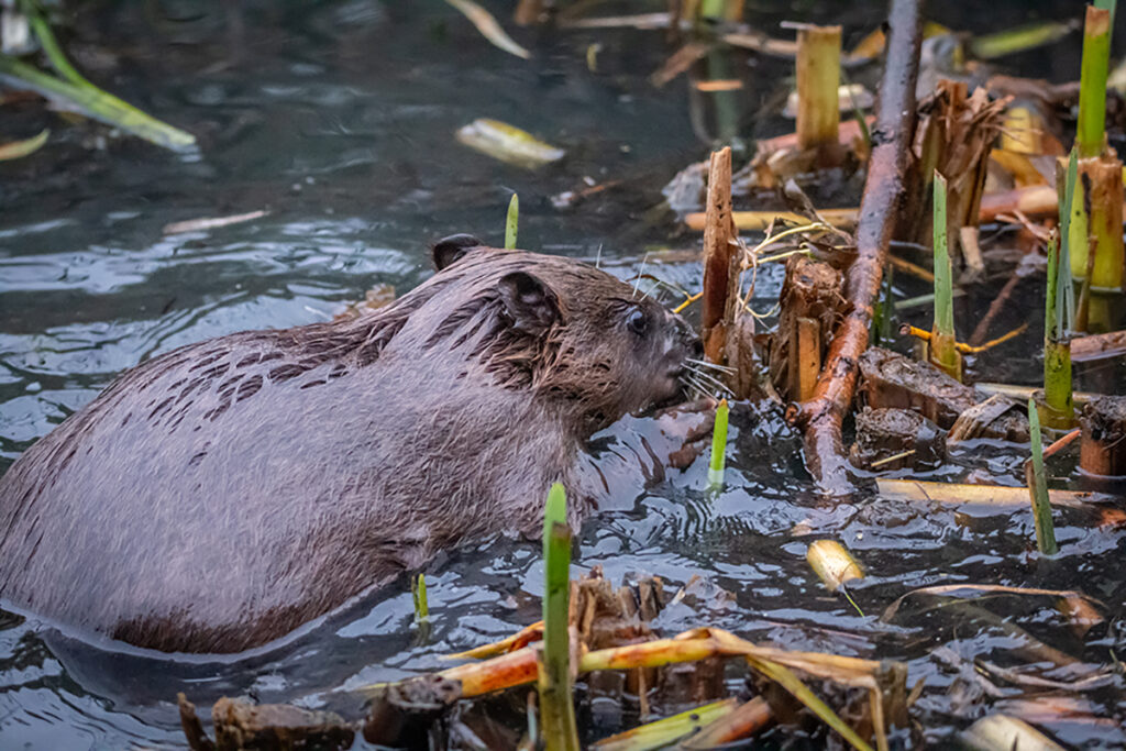 Groundwork-London-Rewild_London-beaver-release-Caroline-Farrow-4904-small