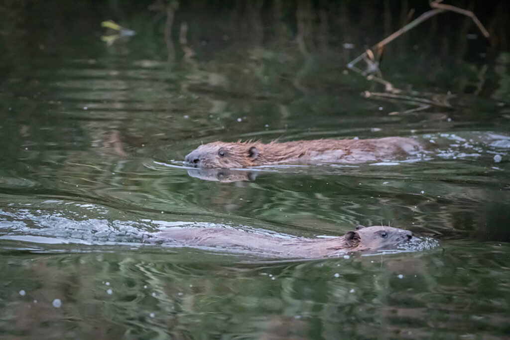 Groundwork-London-Rewild_London-beaver-release-Caroline-Farrow-4937-small