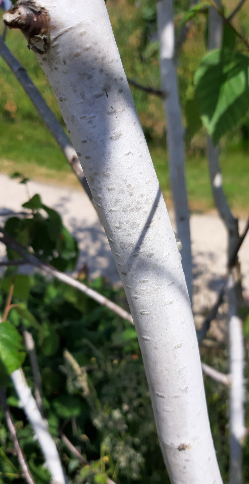 How To Grow And Care For Himalayan Birch