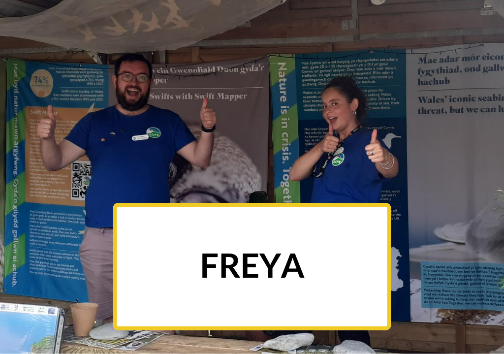 Trainee Freya working on a RSPB stall at an event