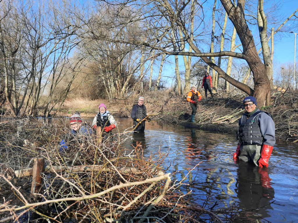 Volunteers wading in the River Colne to clear it