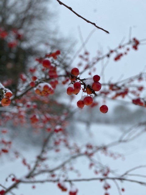 red berries on a bush covered in snow