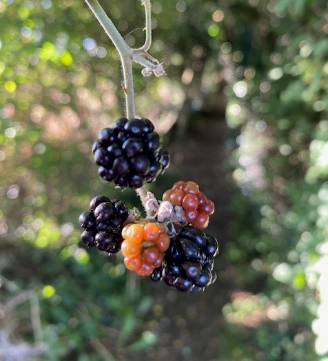 close up of blackberries on a bush