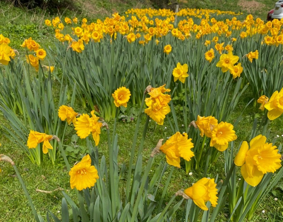 Daffodils in bloom