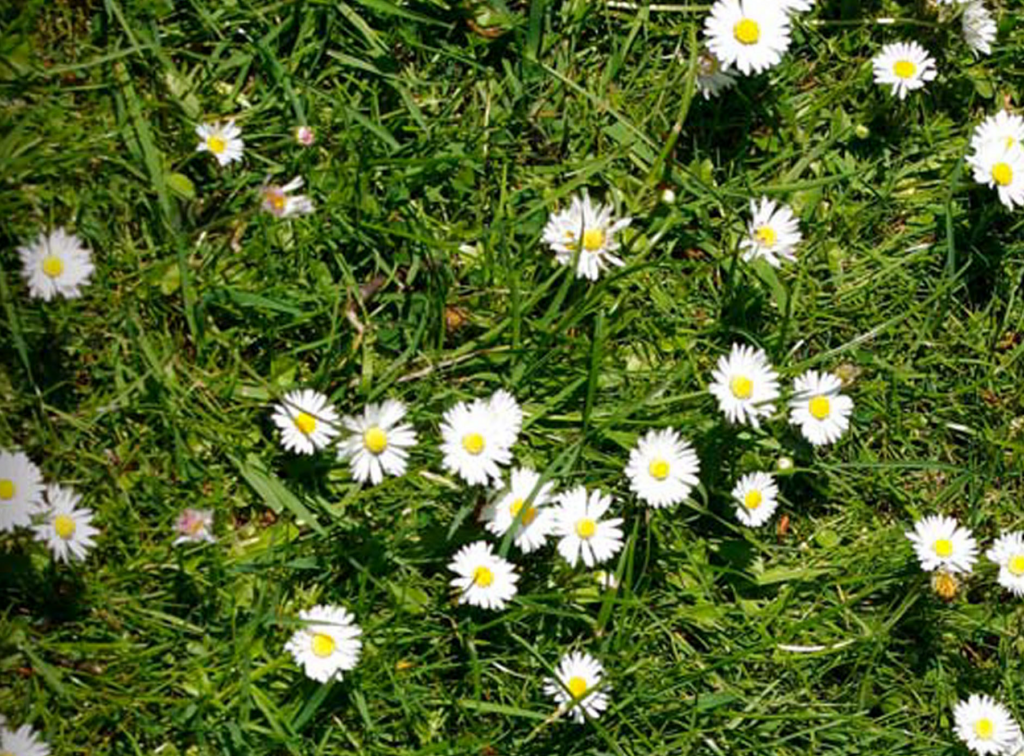 Close up of daisies