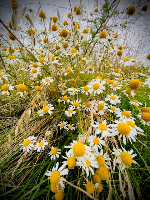 Daisys - spring flowers