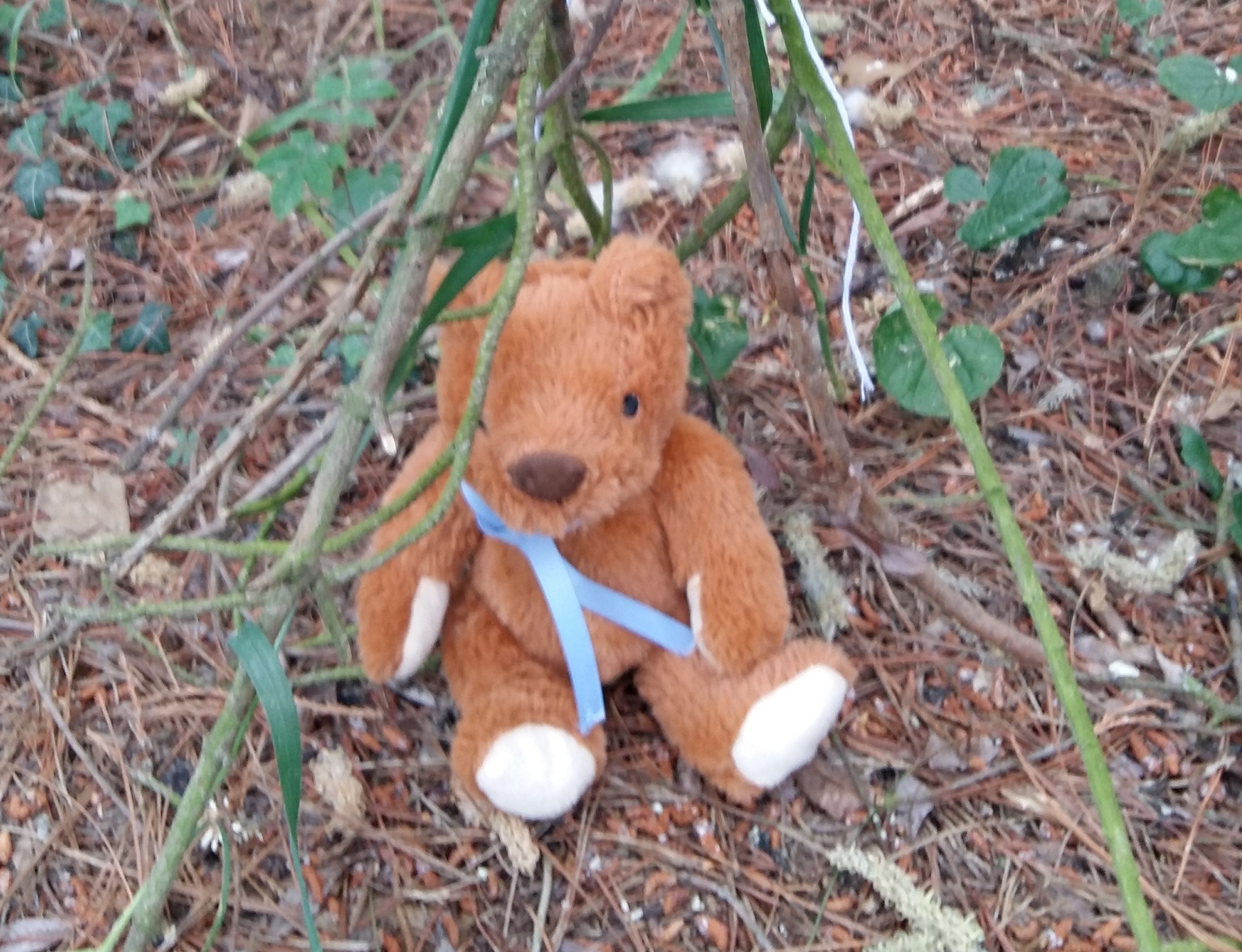 teddy in a teepee in the woods