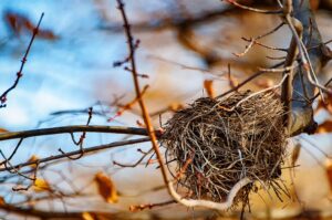 close up of a birds nest