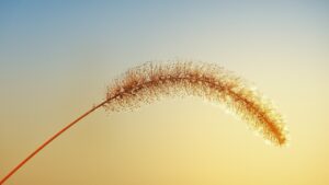 feathery stick backlit by sunlight