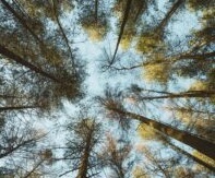looking up a tree to the sky