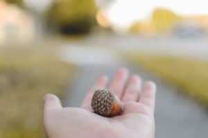 Acorn in a hand