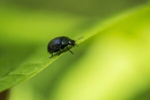 close up of a beetle on a leaf