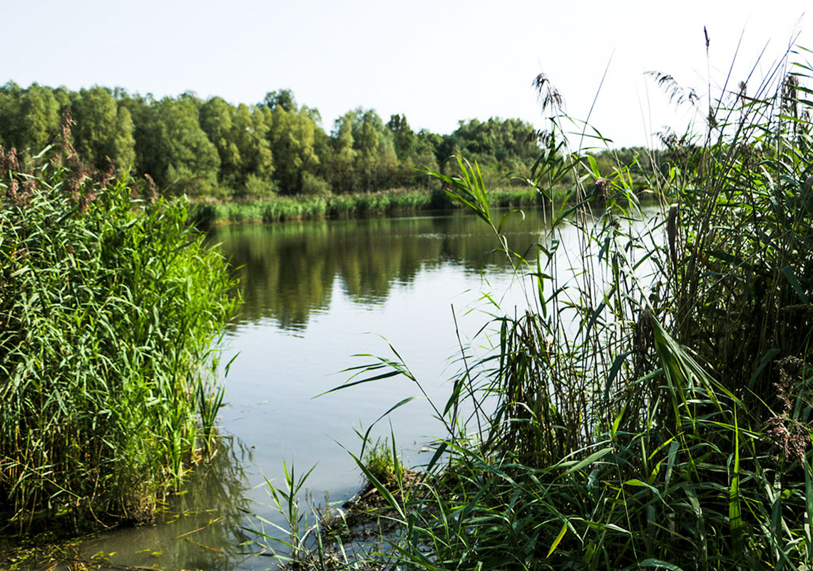 Amberswood nature reserve
