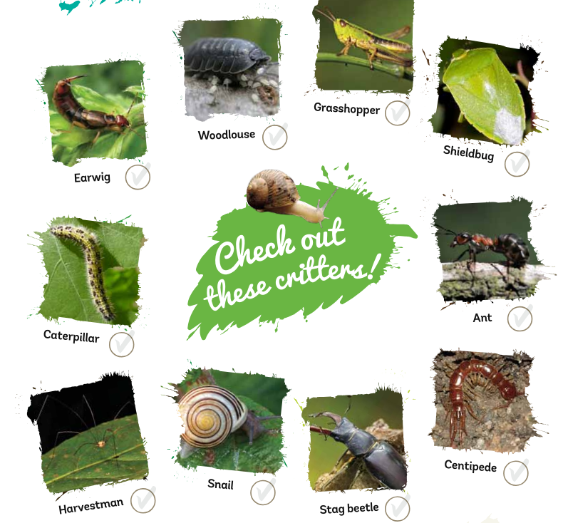 a creepy crawlies sheet to tick off what you see