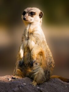 a sitting meerkat
