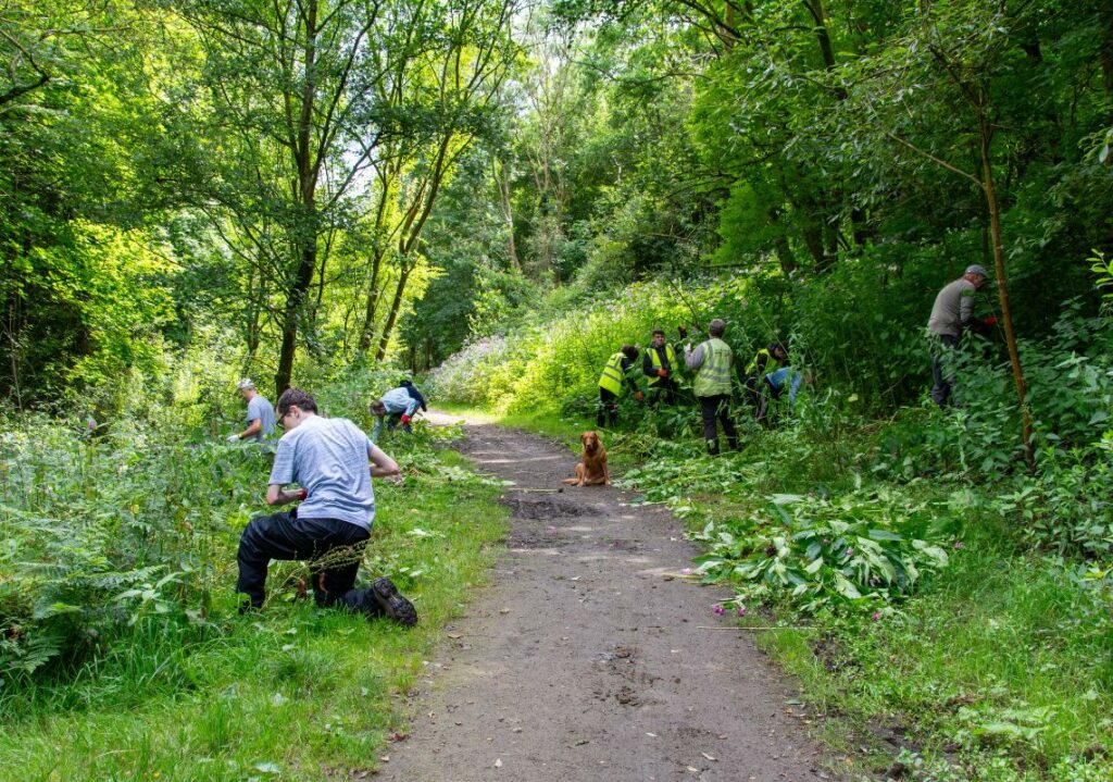 Volunteers balsam bashing in the Medlock Valley.