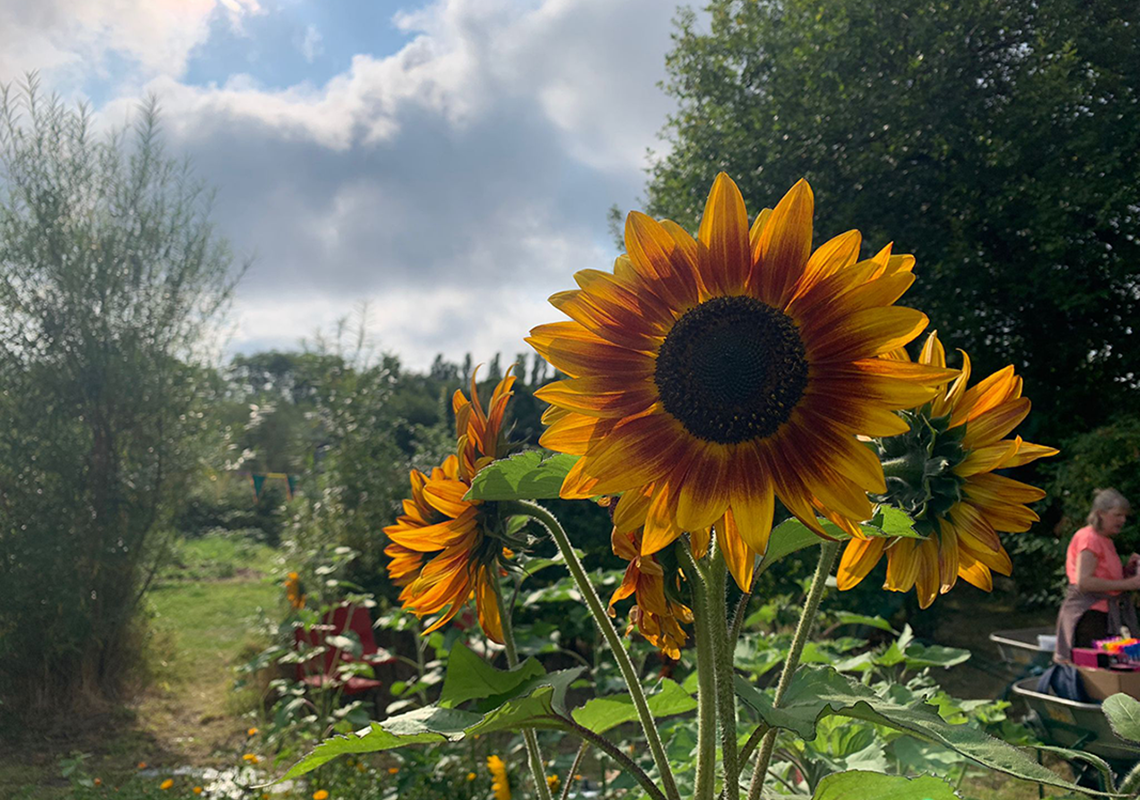 Sunflower