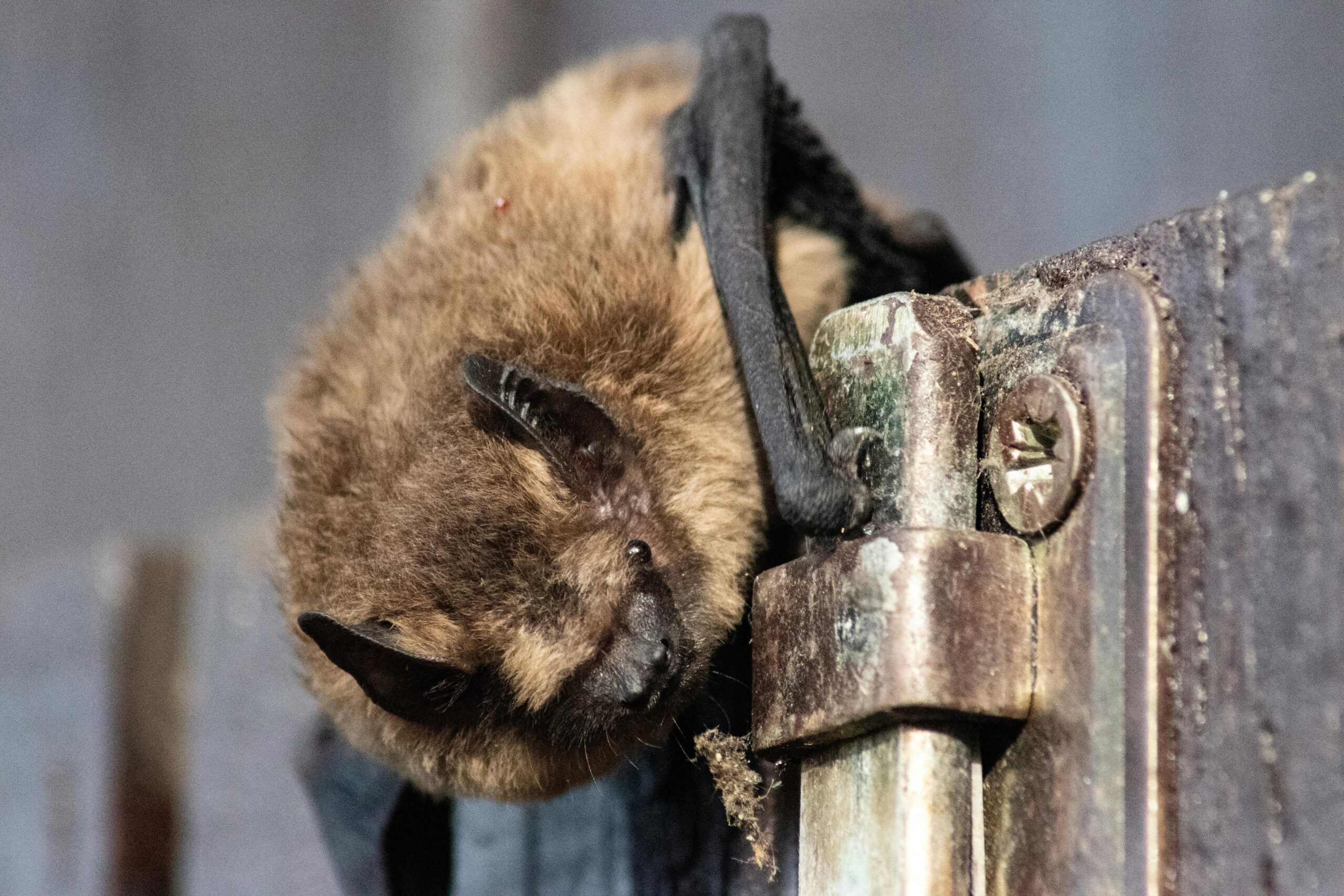 Bat to the bone: Keep your eyes to the sky ahead of International Bat Night