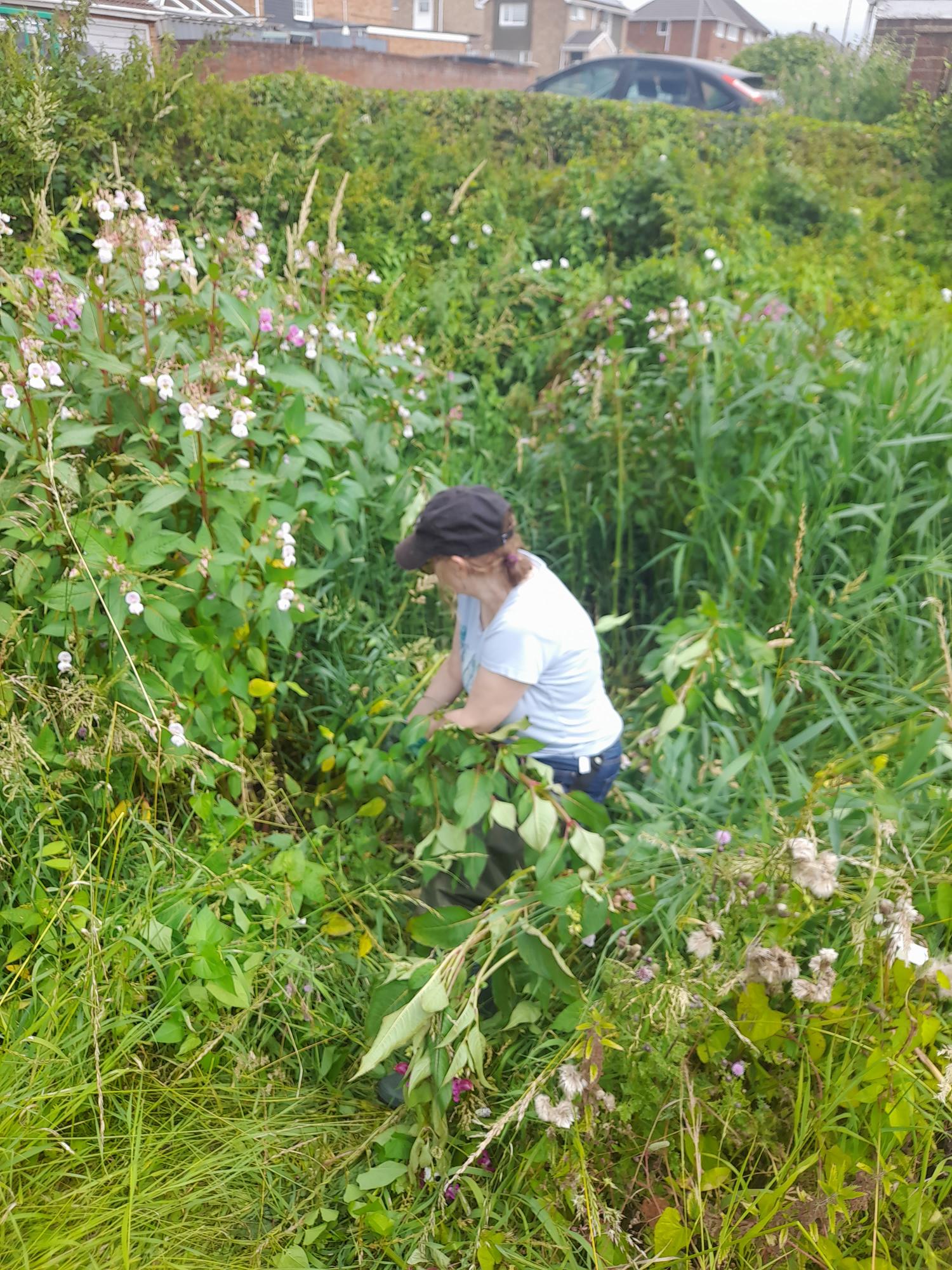 Clearing away non native invasive plant species along the river lea