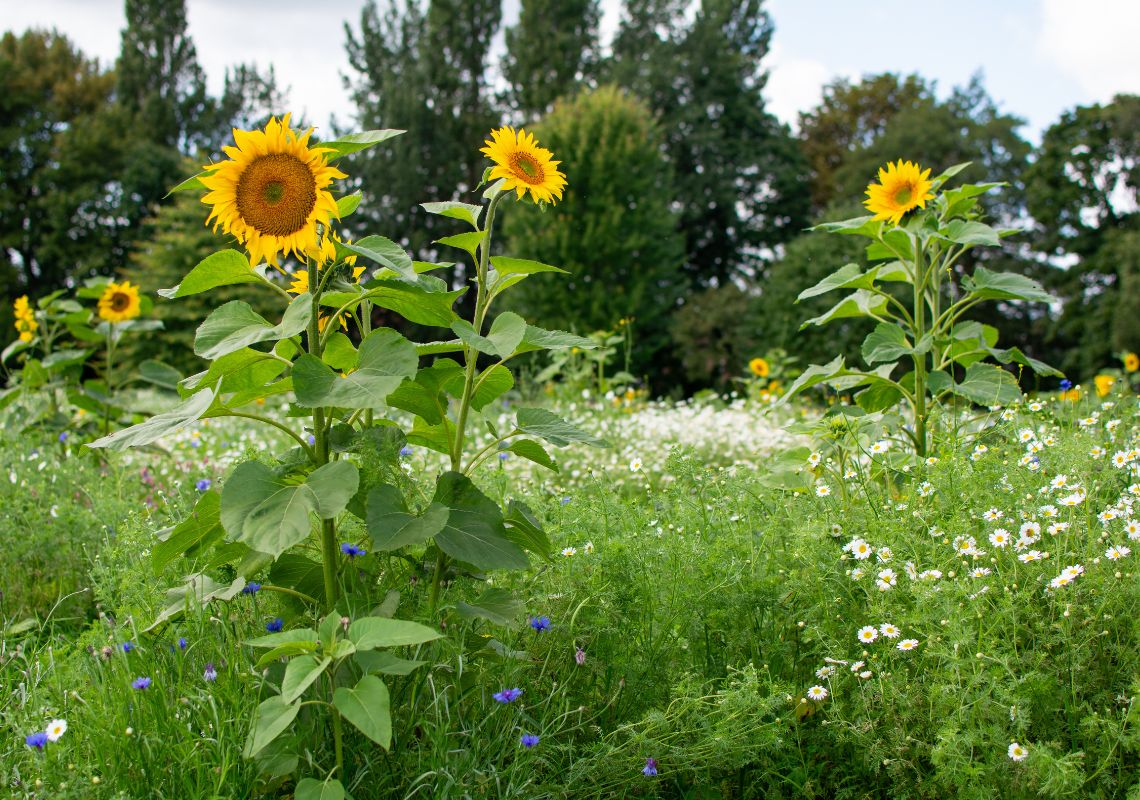 Scaling Up Wildflower Planting in Manchester