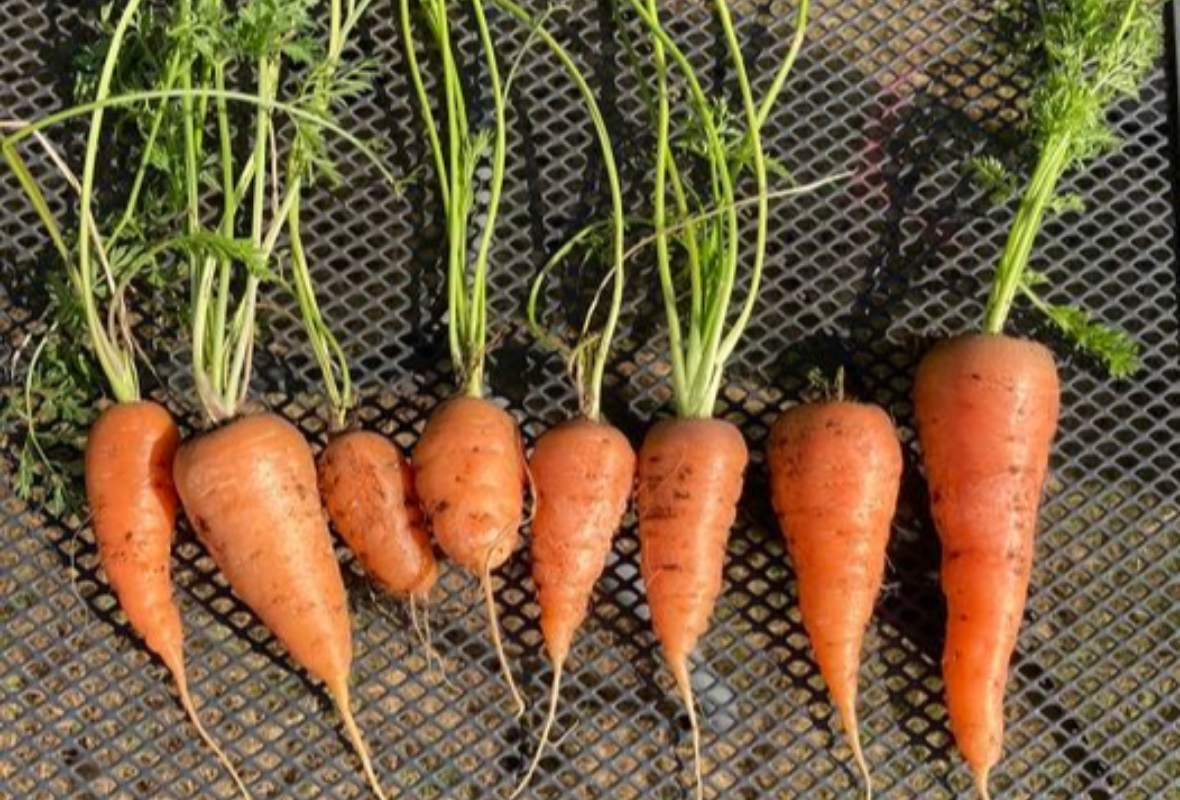 Charity veg growing scheme inspires thousands to grow their own!