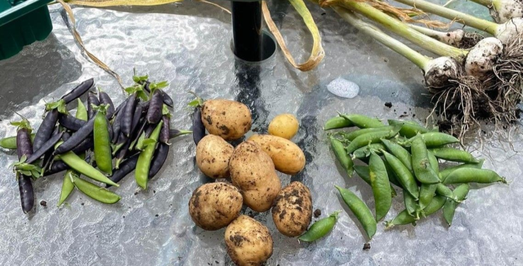 Selection of seasonal veg grown at Grange Resource Centre well-being allotment