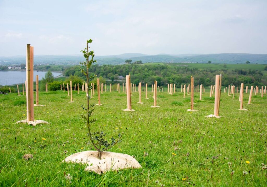 After the planting of 8,000 native trees