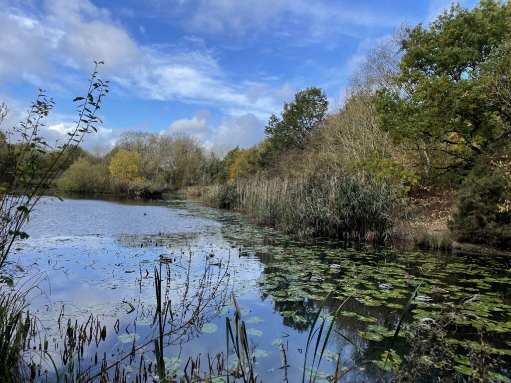 a picture of a pond with trees surrounding 