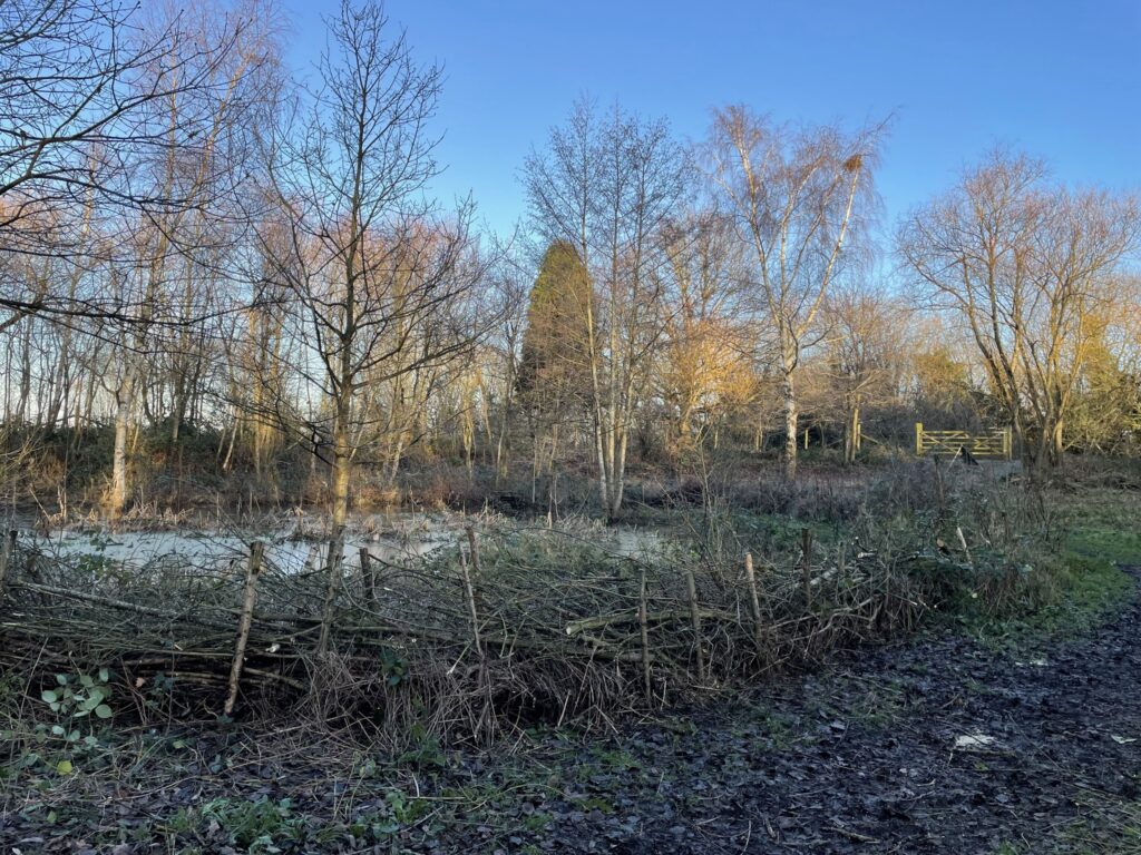 An image of a pond surrounded by trees and bushes