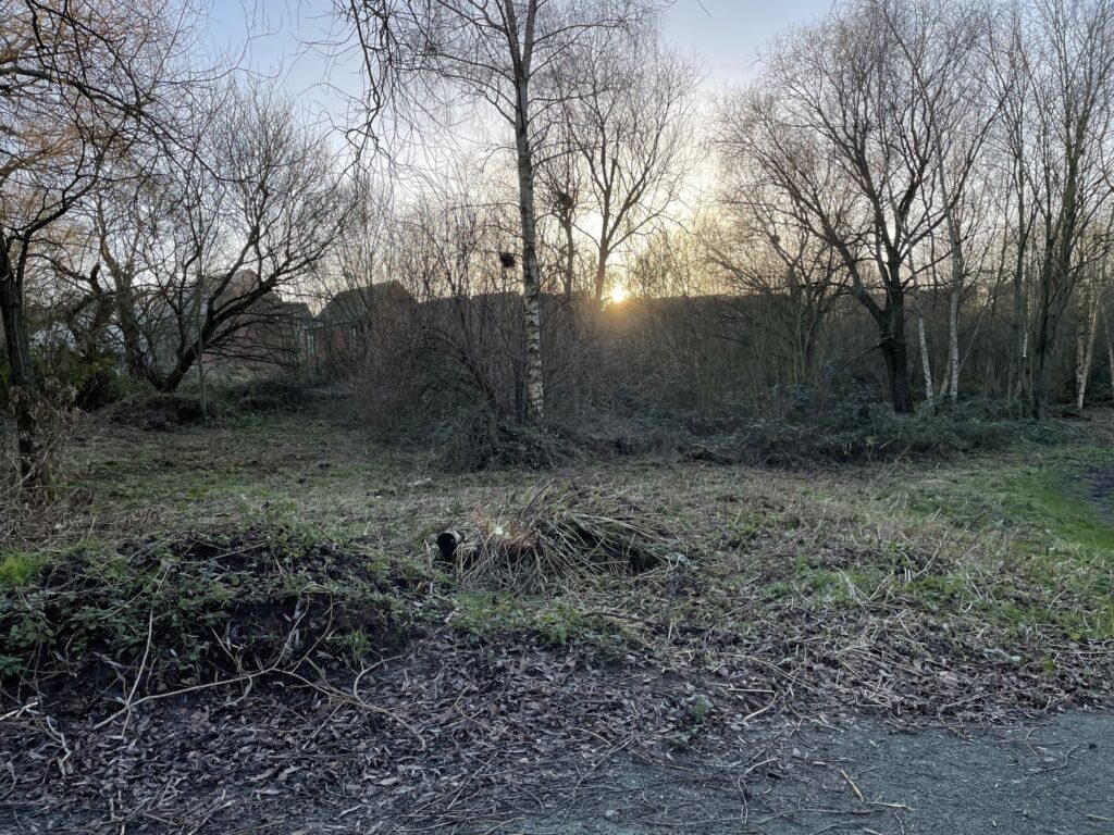 An image of the sun setting through the woods