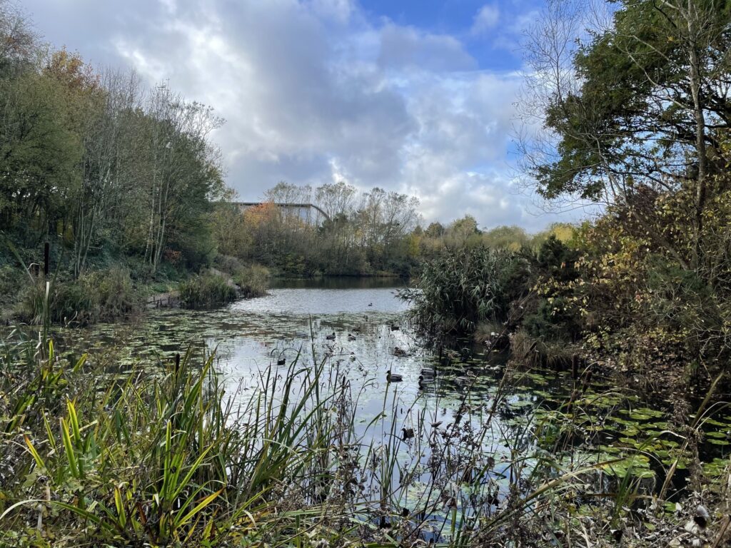 A picture of a pond with trees surrounding it and ducks inside