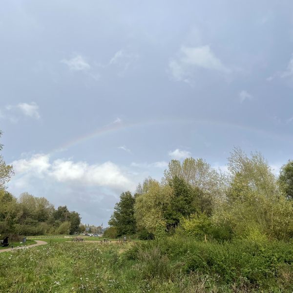 An image of a field of trees with a rainbow in the sky