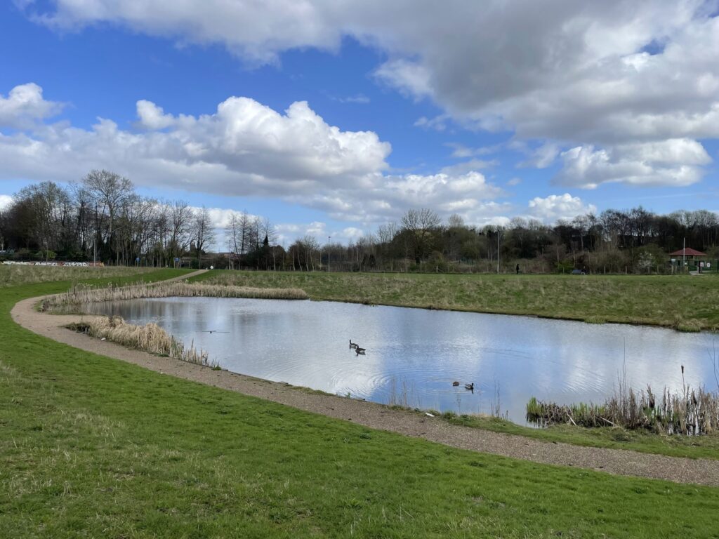 A pond surrounded by trees and grass