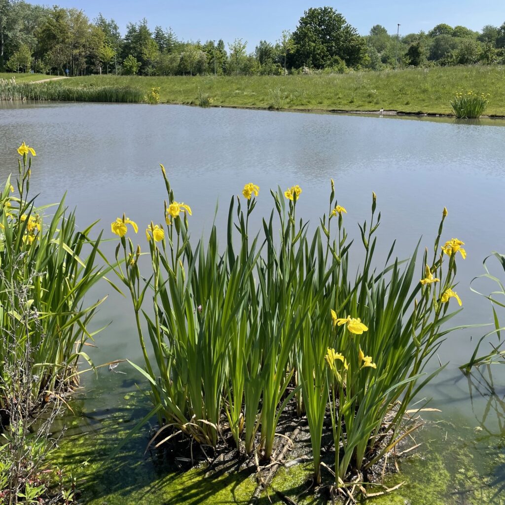 An image of flowers growing in the pond