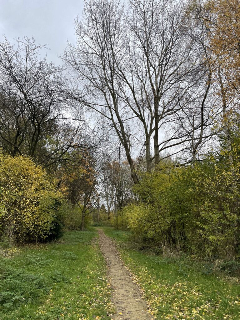 A path in the middle of trees