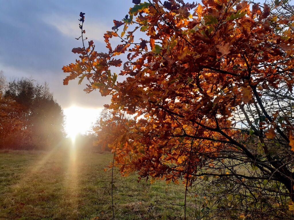 am image showing the sun setting through the trees