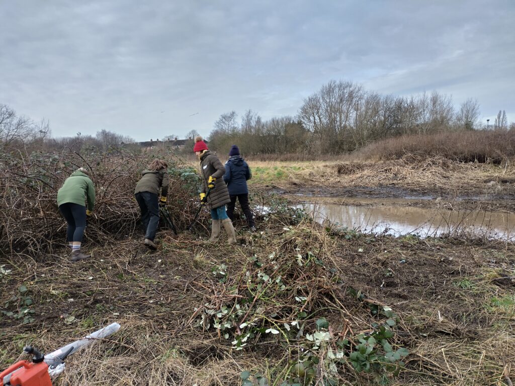 A group of people removing dead plants