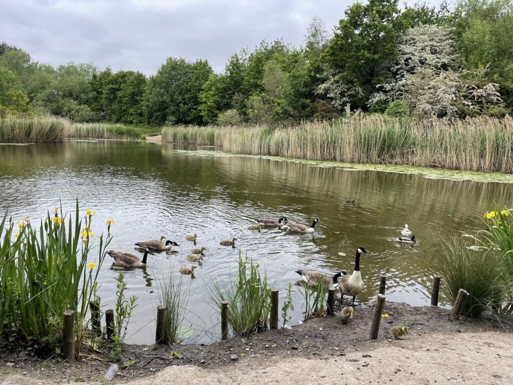 A picture of a pond with ducks inside and weeds