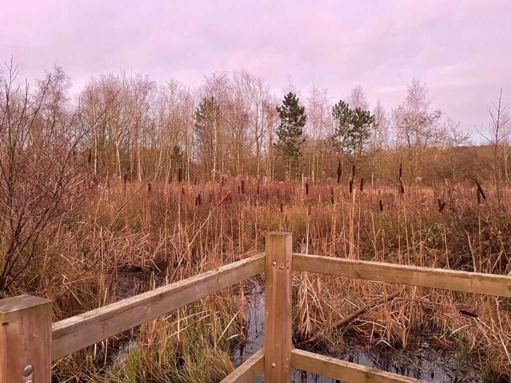 A picture of the pond at dusk