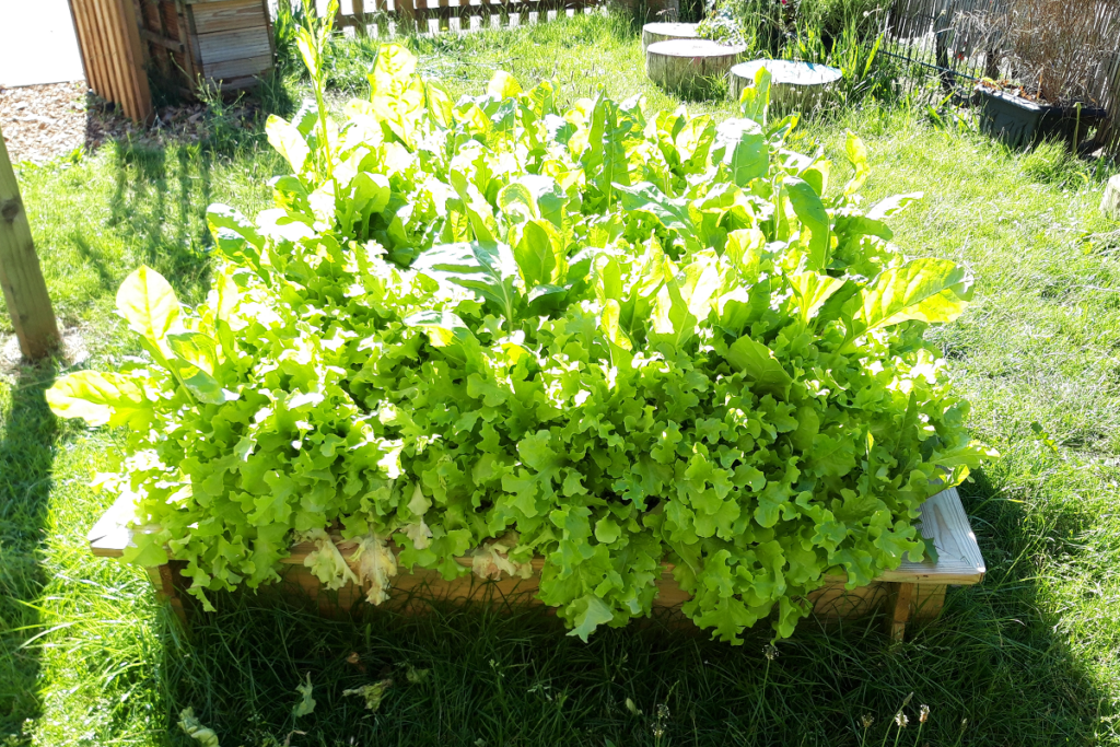 salad growing in raised beds