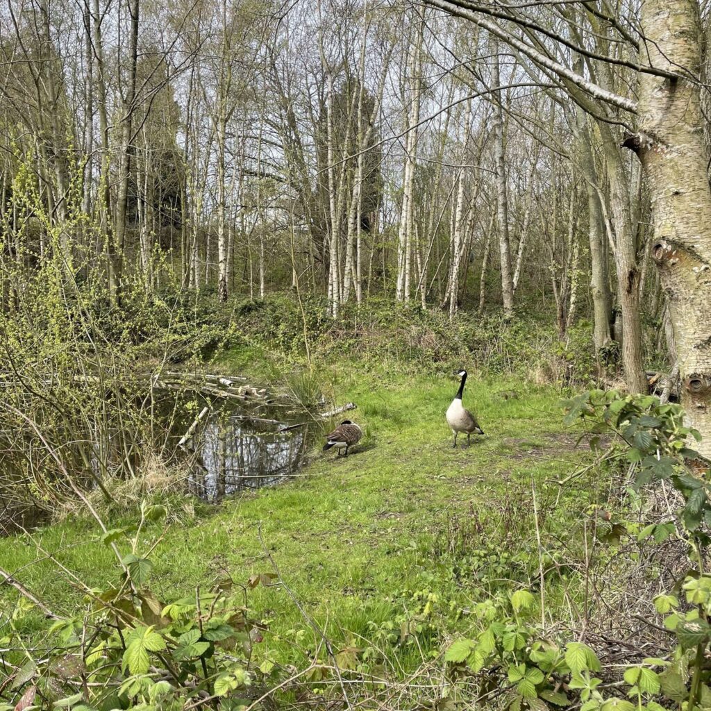 An image of a goose next to a pond with trees
