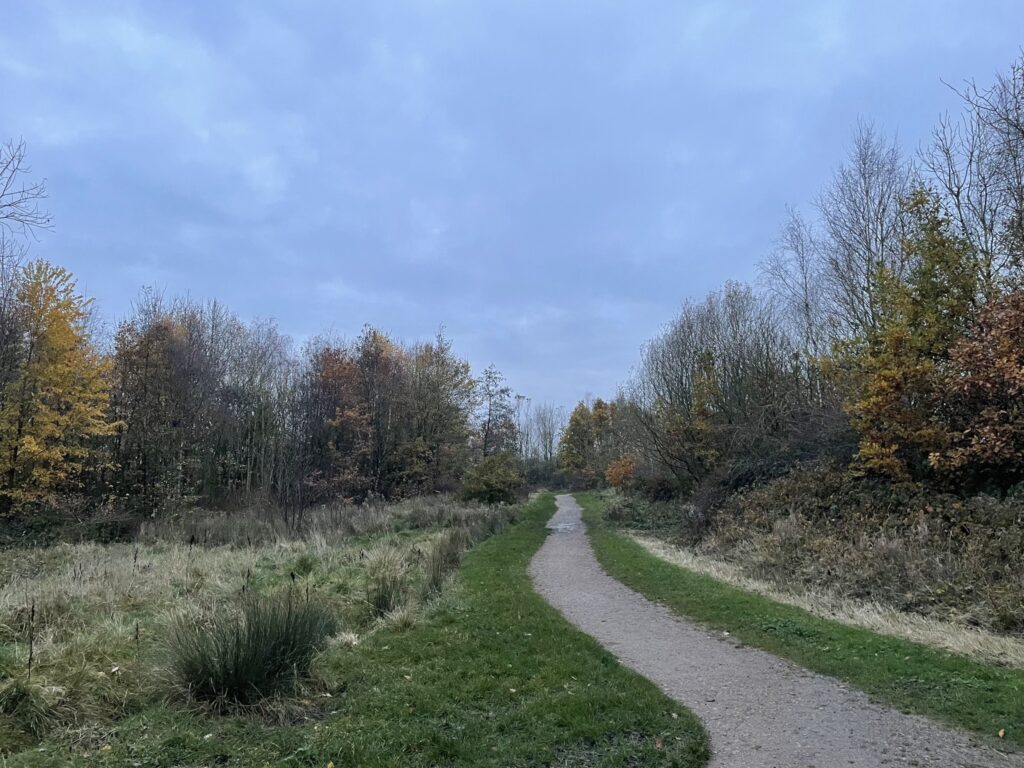 a path leading to the woods