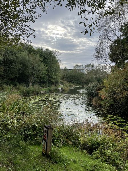 A picture of a grass and trees surrounding the pond