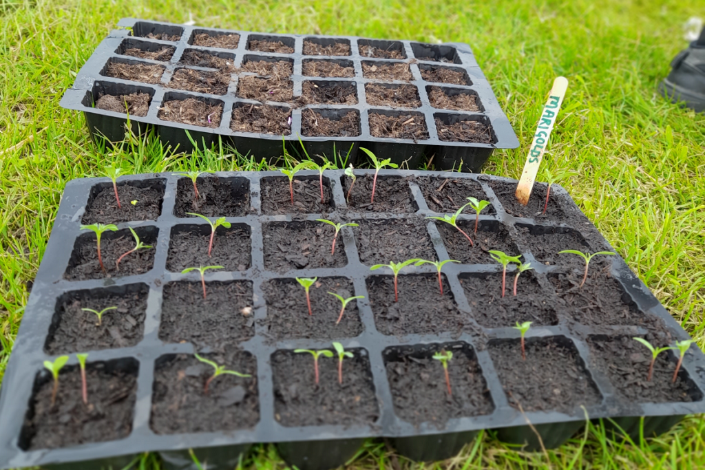 seedlings