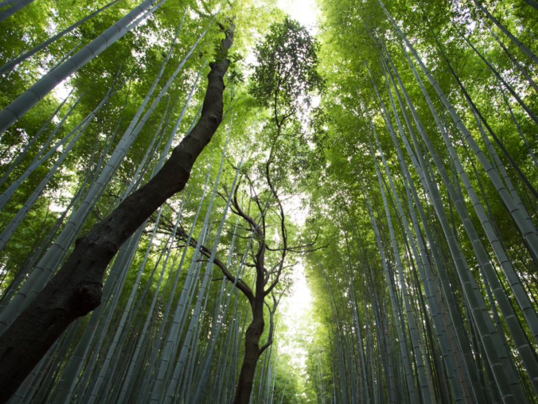 Trees