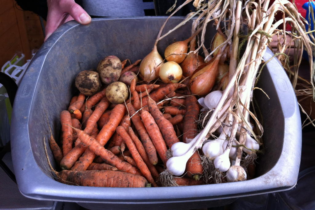 Mud covered carrots and onions, freshly picked