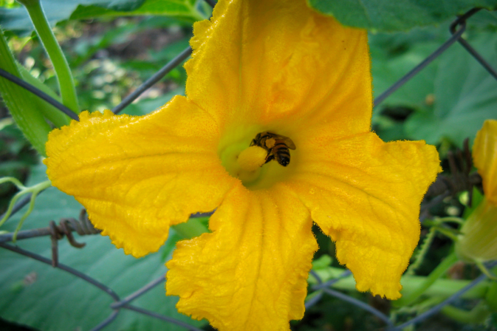 bee in a pumpkin flower