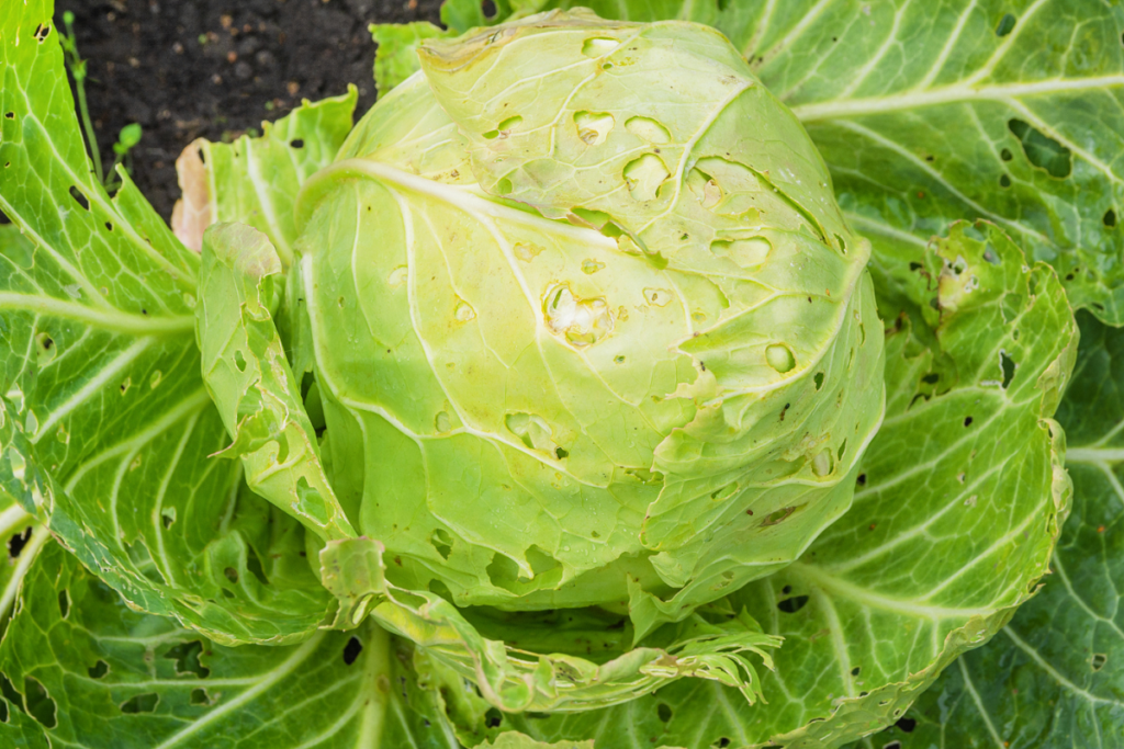 Cabbage with leaves eaten but pests