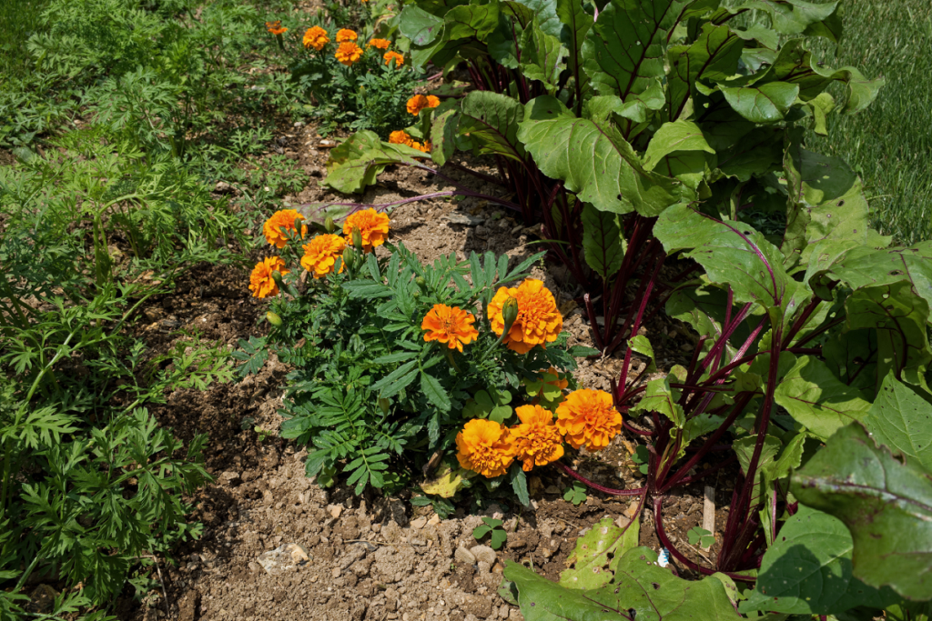 Marigolds and rhubarb as companion plants